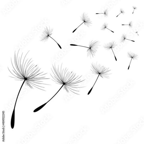 Obraz Vector illustration dandelion time. Black Dandelion seeds blowing in the wind. The wind inflates a dandelion isolated on white background