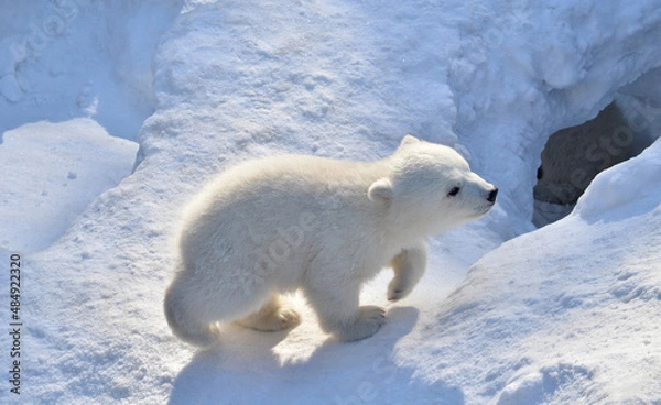 Obraz polar bear cub