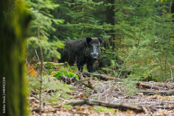 Obraz Wild boar standing and watching in the forest. Wildboar at national park Hoge Veluwe.