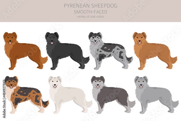 Fototapeta Pyrenean sheepdog, smooth faced clipart. Different poses, coat colors set