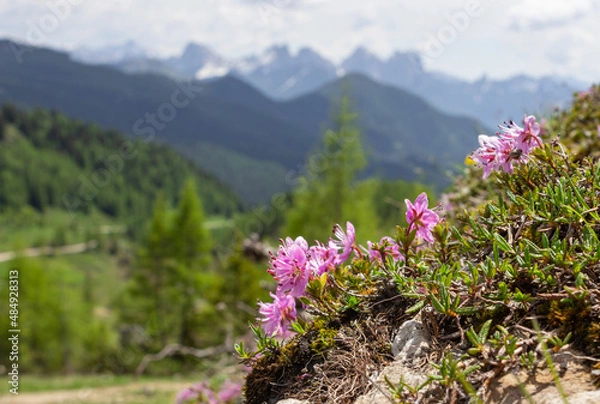 Fototapeta Floral natural background. Mountain rhododendron flowers grown on the rocks. In the background - mountain landscape out of focus.
