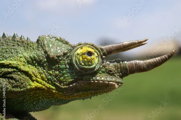 Obraz Male Jacksons Chameleon