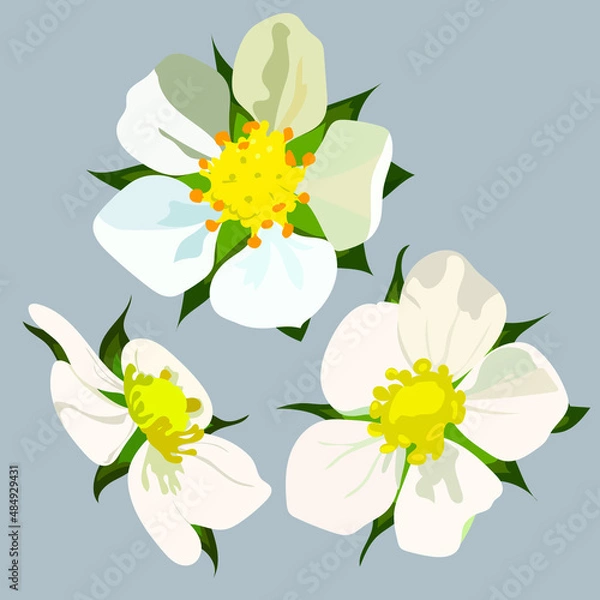 Obraz Strawberry white flowers vector illustration