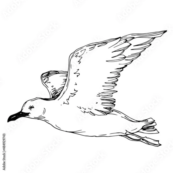 Fototapeta Vector Sky bird seagull in a wildlife isolated. Black and white engraved ink art. Isolated seagull illustration element.