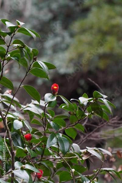 Obraz red berries on a branch