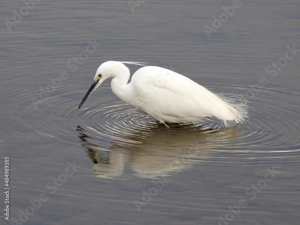 Fototapeta コサギ