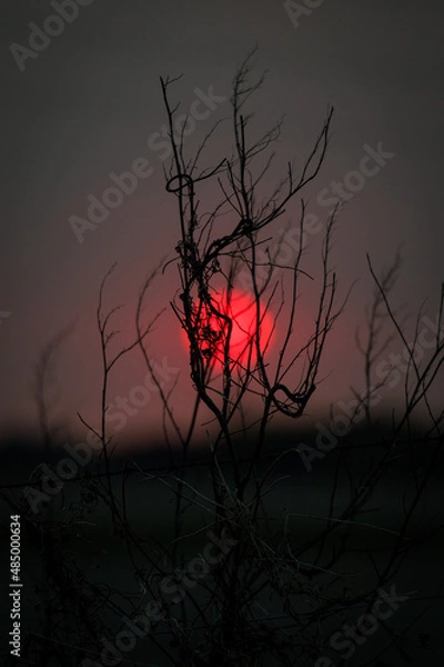 Fototapeta silhouette of a tree