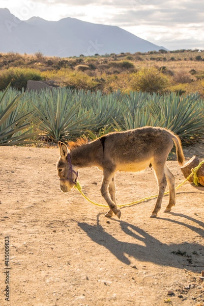 Fototapeta Burro