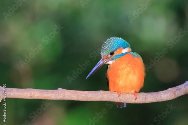 Obraz 東高根森林公園のカワセミ