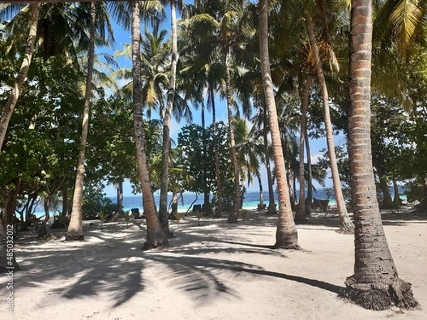 Obraz palm trees at the maledives
