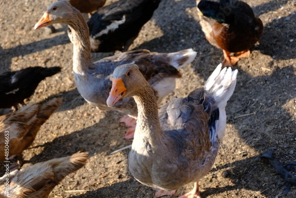 Obraz Geese, close-up.