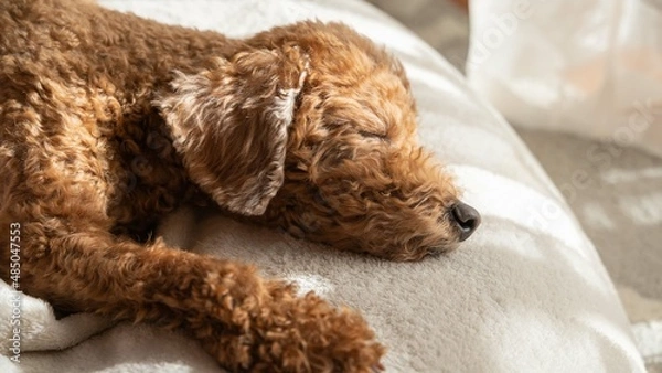 Obraz カーテン越しの暖かい太陽の光を浴びて寝るトイプードル。愛犬のいる日本の家庭の風景