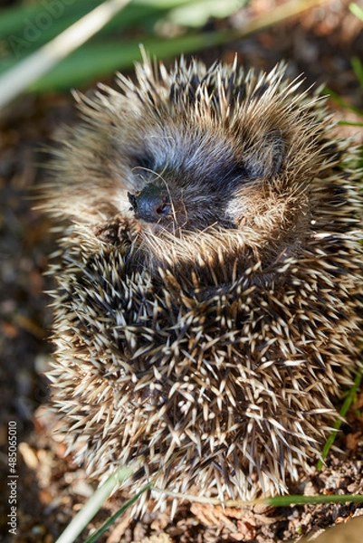 Fototapeta Hedgehog