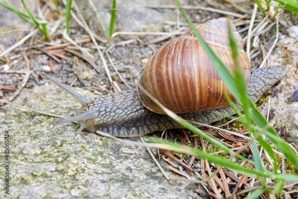 Fototapeta Snail