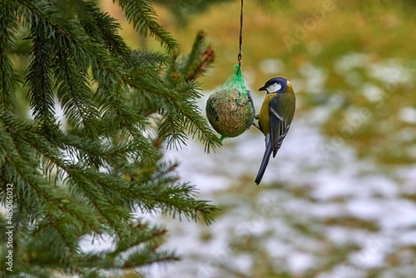 Fototapeta Great tit