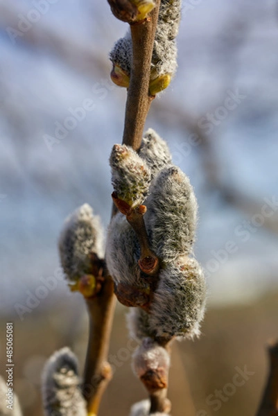 Fototapeta Willow blossoms