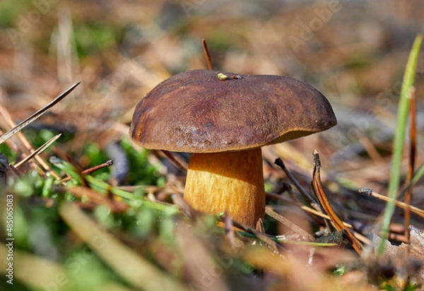 Fototapeta Mushroom