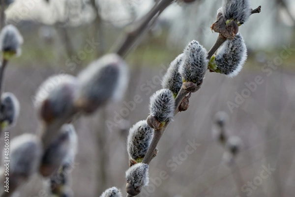 Fototapeta Willow blossoms