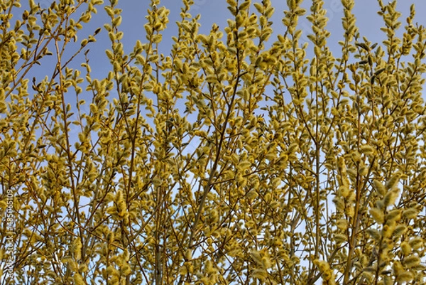 Fototapeta Willow blossoms