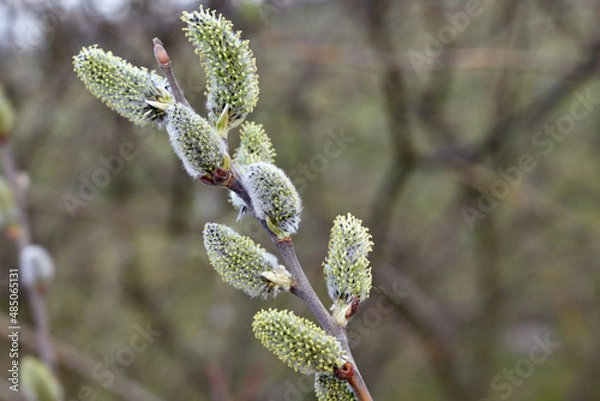 Fototapeta Willow blossoms