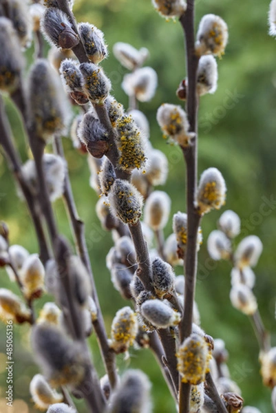 Fototapeta Willow blossoms