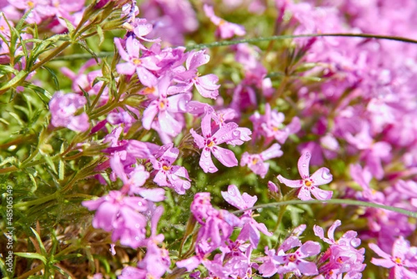 Fototapeta Phlox subulata