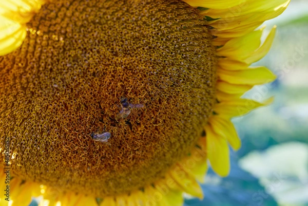 Fototapeta Sunflower