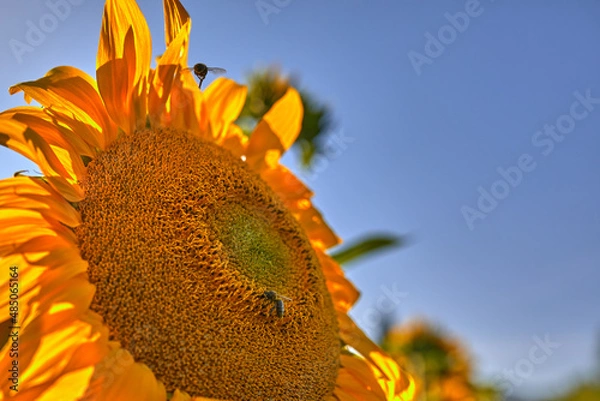 Fototapeta Sunflower