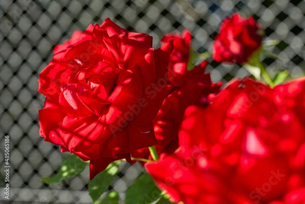 Fototapeta Red roses