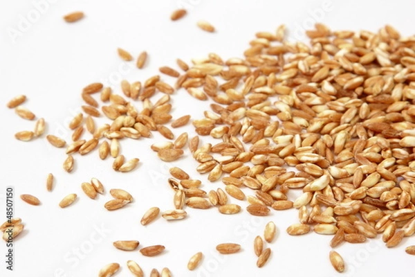 Obraz Farro - Spelt