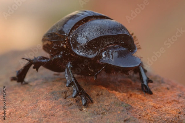 Obraz dung beetle
