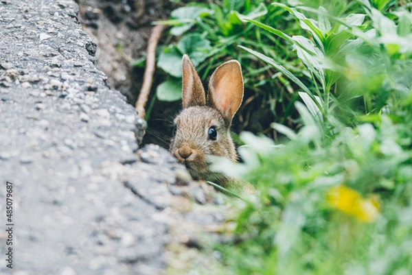 Obraz A little young rabbit looks out of his den to see if it's safe, dutch nature photo 
