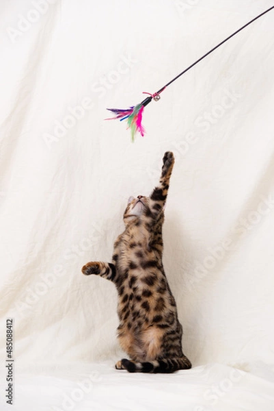 Obraz Bengal kitten playing on fabric background