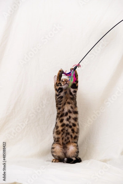 Obraz Bengal kitten playing on fabric background