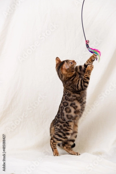 Obraz Bengal kitten playing on fabric background