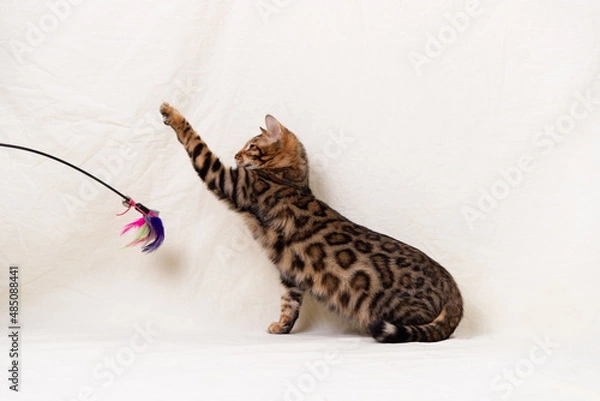 Obraz Bengal kitten playing on fabric background