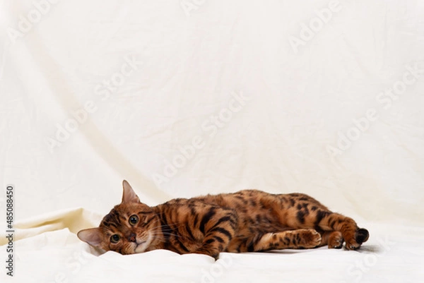 Obraz Bengal cat lies on fabric background