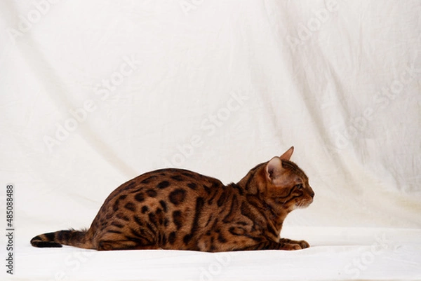 Obraz Bengal cat lies on fabric background