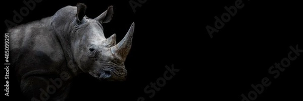 Obraz Rhino with a black background