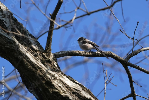 Fototapeta エナガ