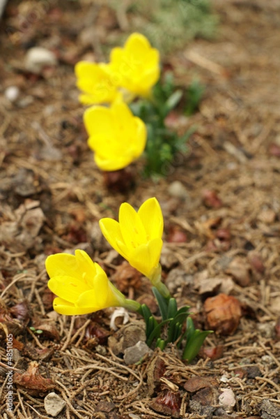 Fototapeta Crocus in Nikita botanical garden, Crimea Ukraine 