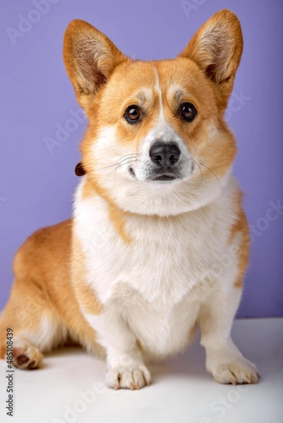 Fototapeta portrait of funny obedient dog breed welsh corgi pembroke smiling with tongue on purple studio background. adorable domestic animal with short body and red color, look at camera