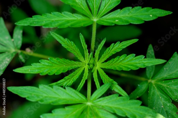 Obraz Green leaves showing beautiful pattern