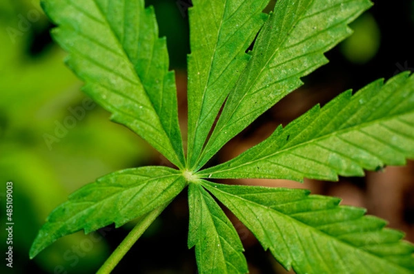 Obraz Green leaves showing beautiful pattern