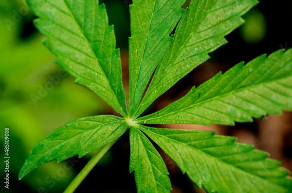 Obraz Green leaves showing beautiful pattern