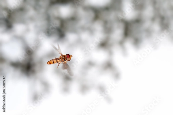 Obraz Bee is flying at high speed