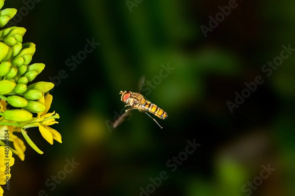Obraz Bee is hovering on mustard flowers