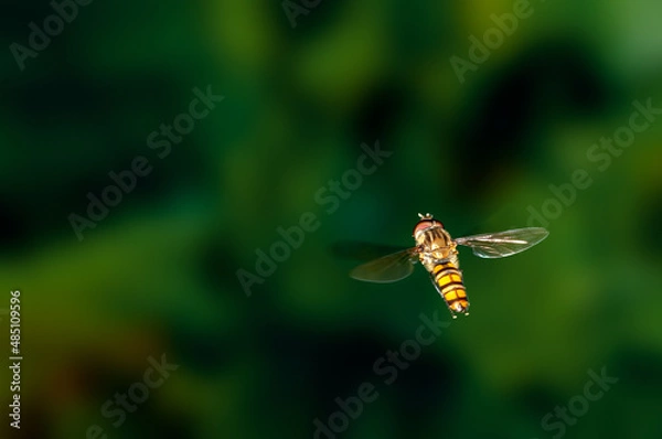 Obraz Bee is hovering in green