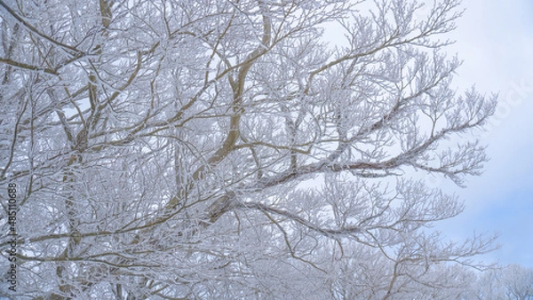 Obraz snow covered tree