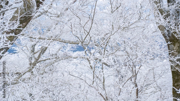 Obraz snow covered trees